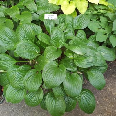 Hosta 'Celtic Uplands'